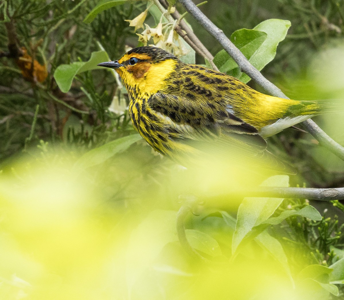 Cape May Warbler - ML618563117