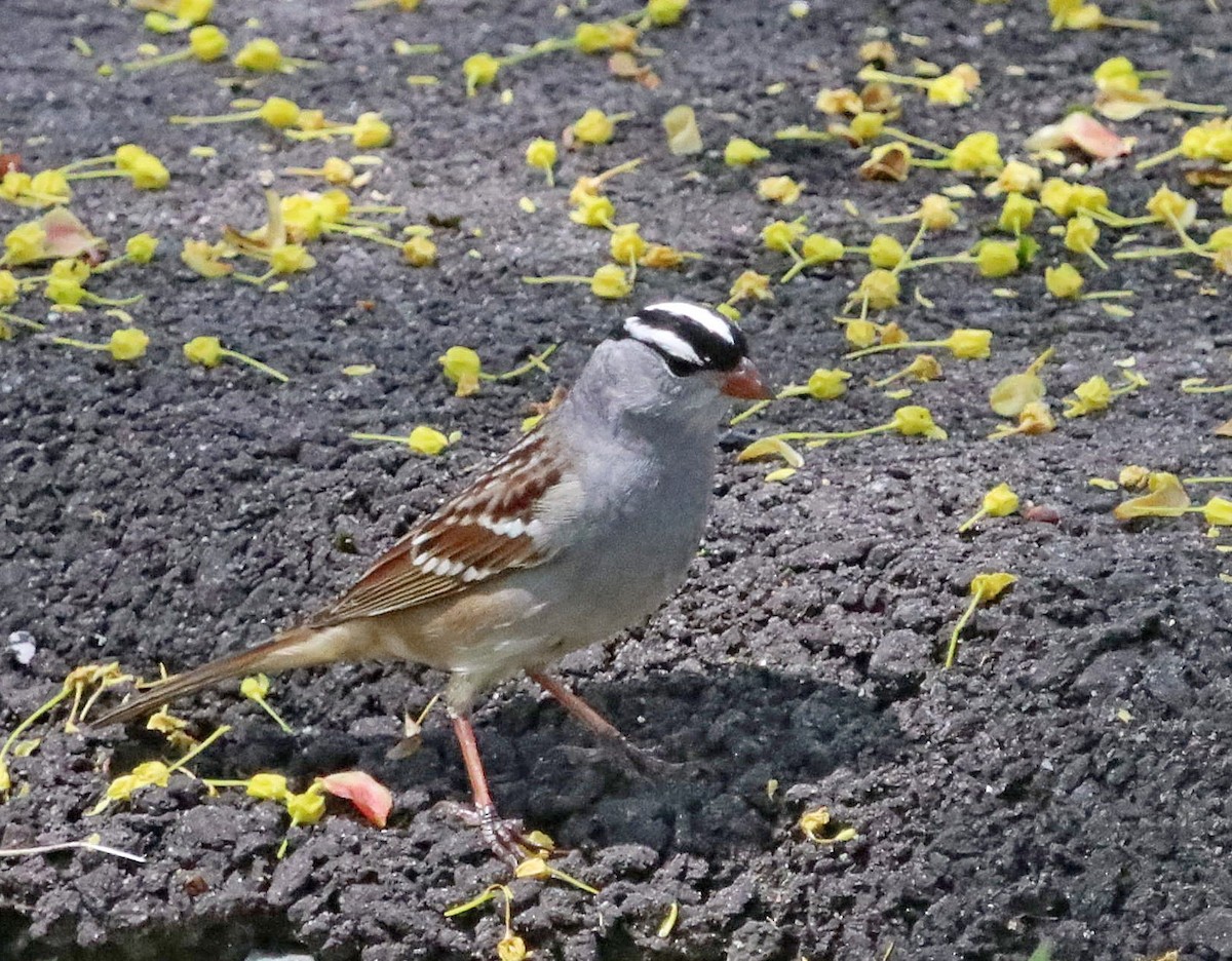 White-crowned Sparrow - ML618563120
