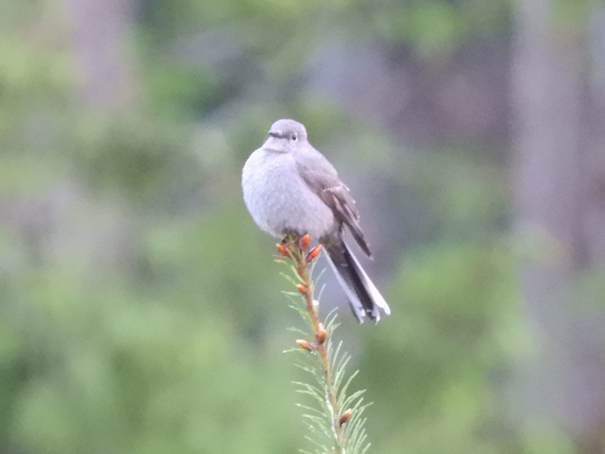 Townsend's Solitaire - ML618563184