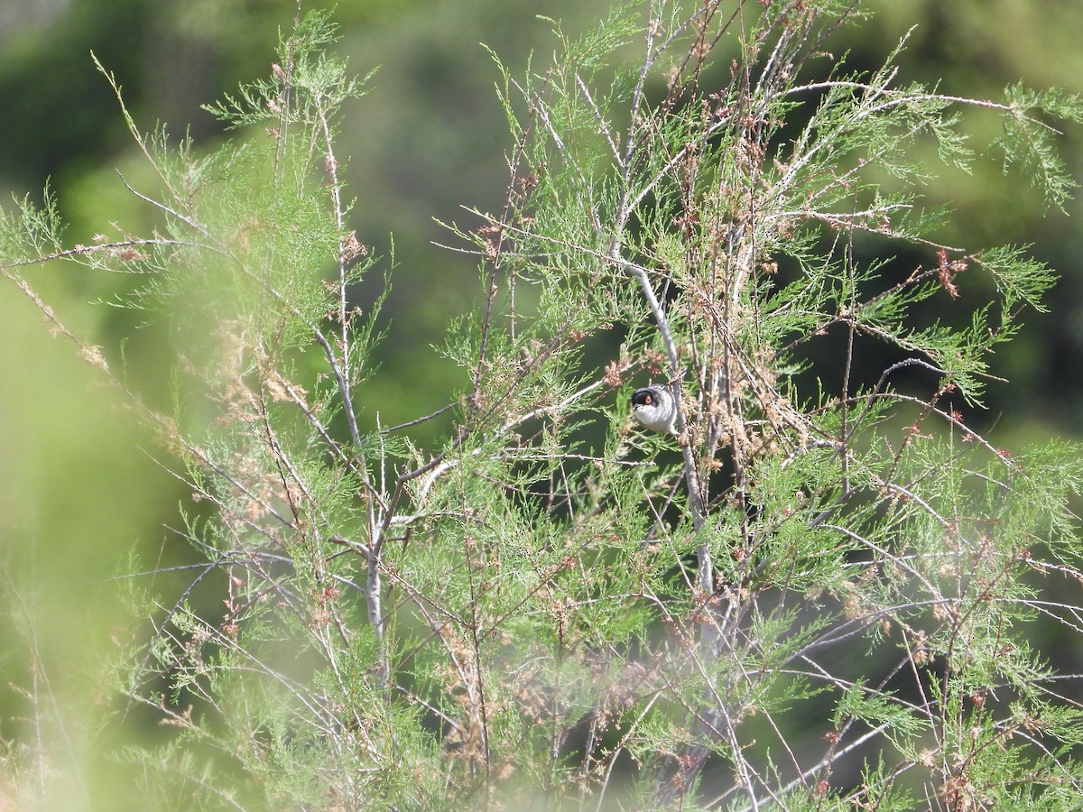 Sardinian Warbler - ML618563192