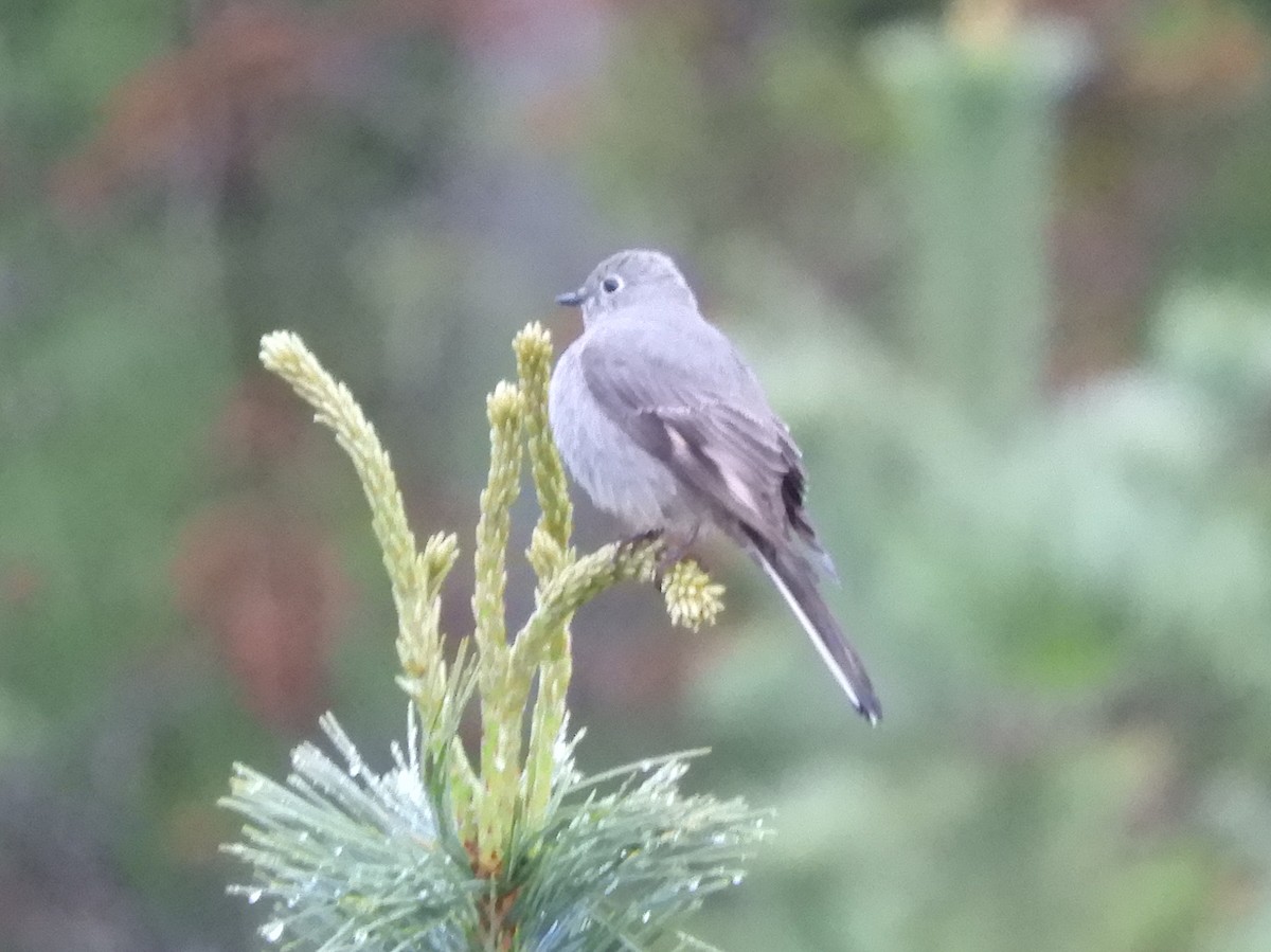 Townsend's Solitaire - ML618563202