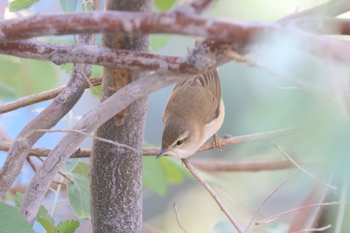 Booted Warbler - ML618563204