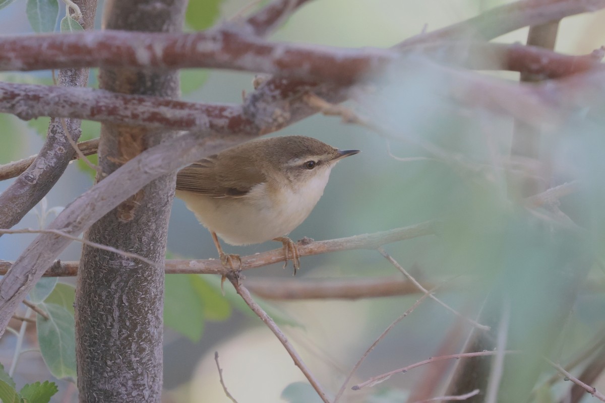 Booted Warbler - ML618563209