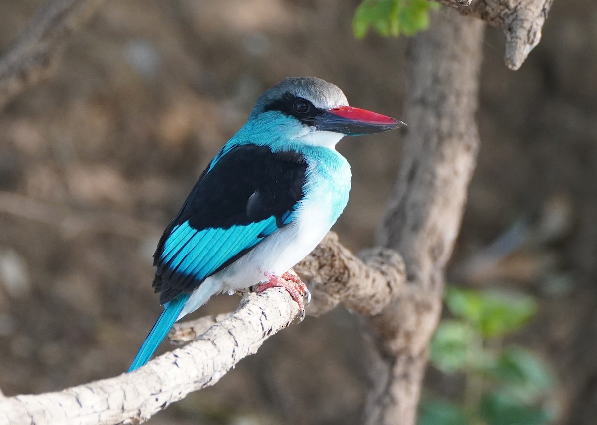 Blue-breasted Kingfisher - ML618563211