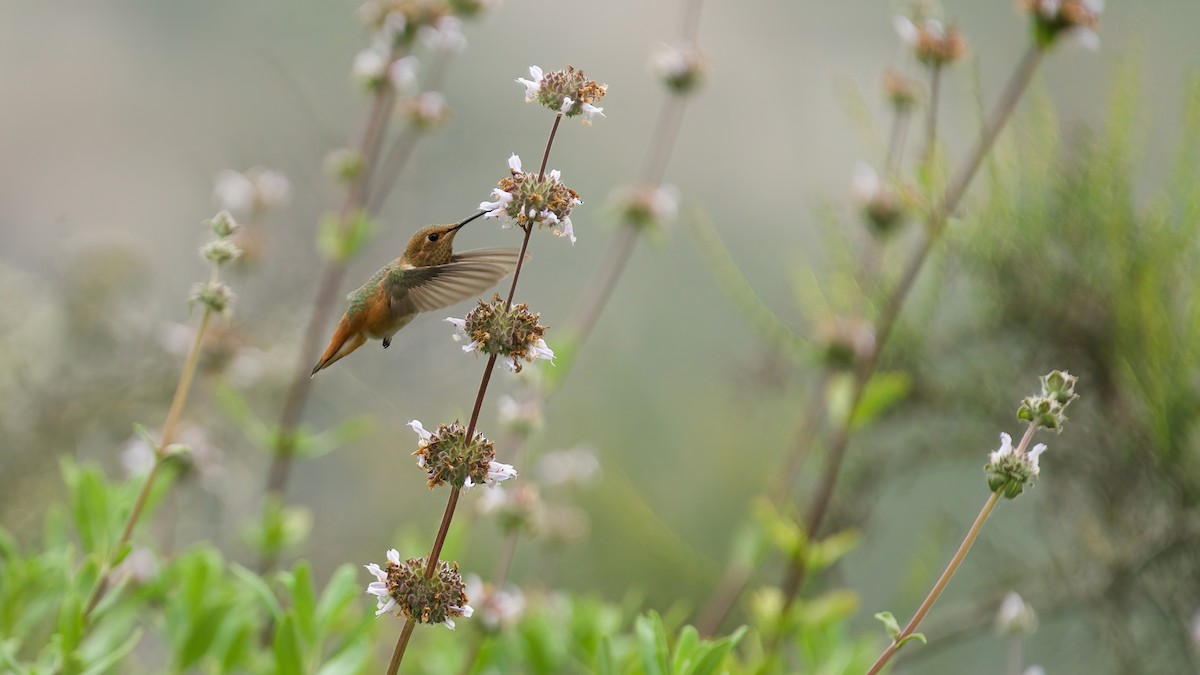 Allen's Hummingbird - Jane Mygatt