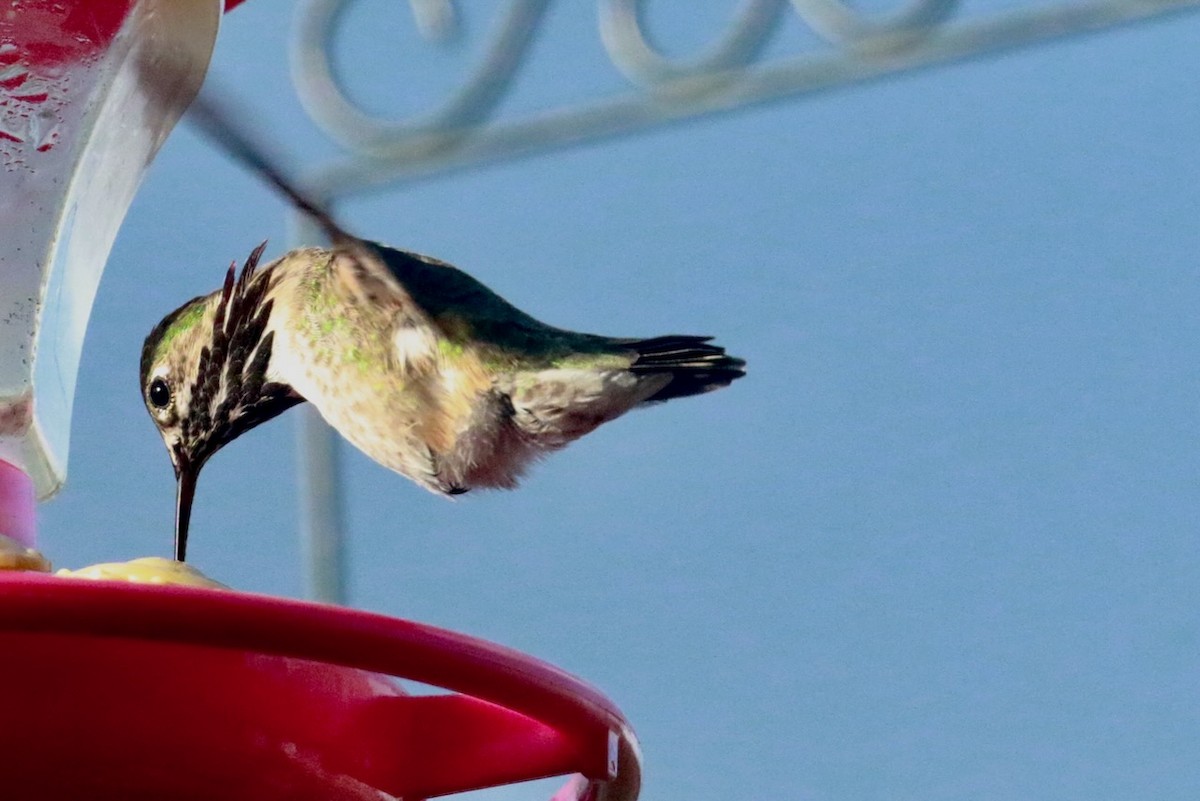Calliope Hummingbird - ML618563280