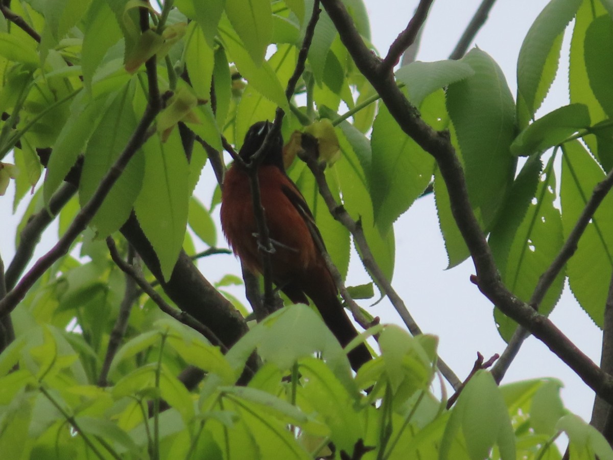 Orchard Oriole - ML618563285