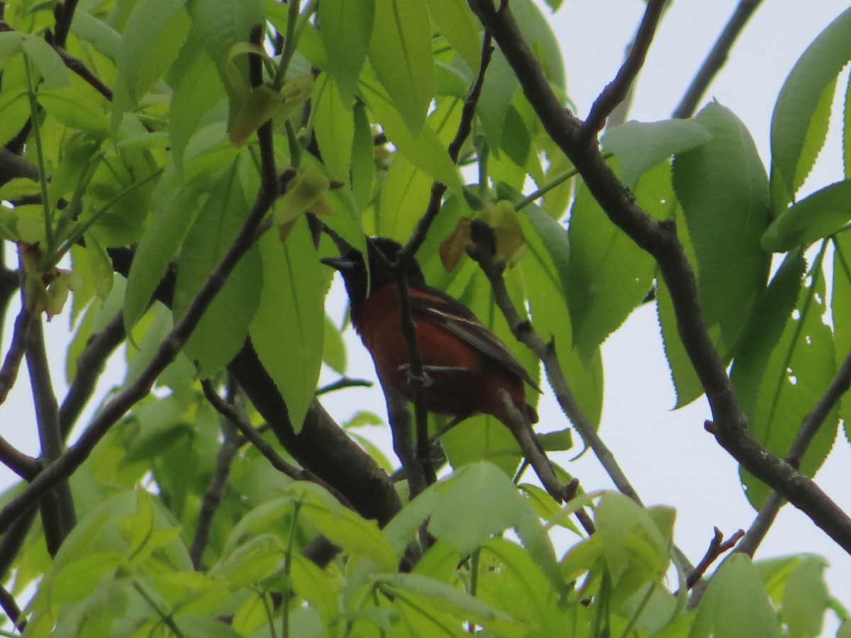 Orchard Oriole - ML618563286