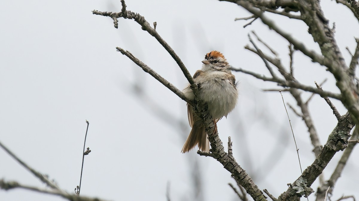 Chipping Sparrow - ML618563309