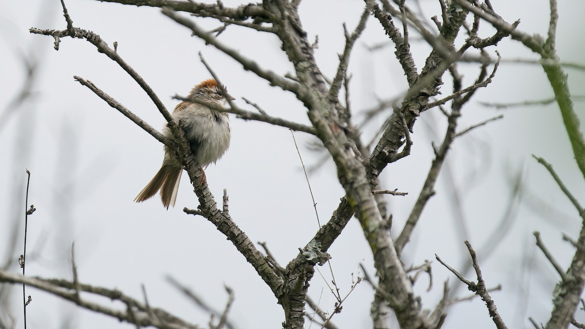 Chipping Sparrow - ML618563310