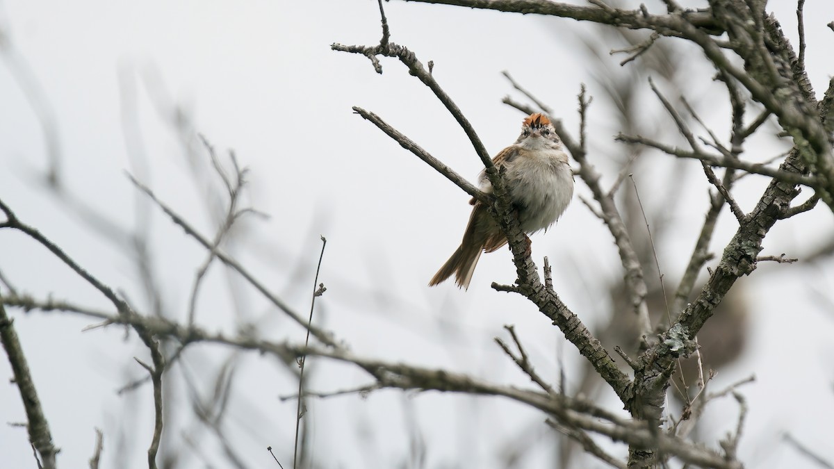 Chipping Sparrow - ML618563311