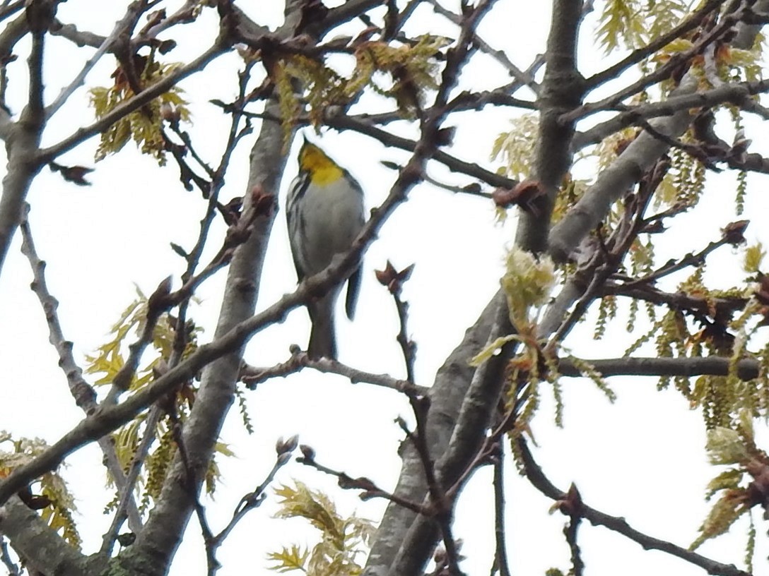 Yellow-throated Warbler - ML618563321