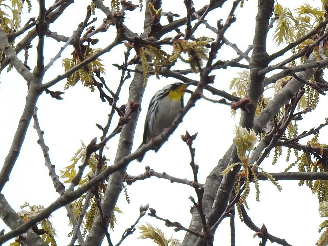 Yellow-throated Warbler - ML618563322