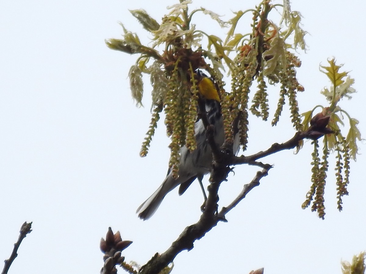 Yellow-throated Warbler - ML618563323