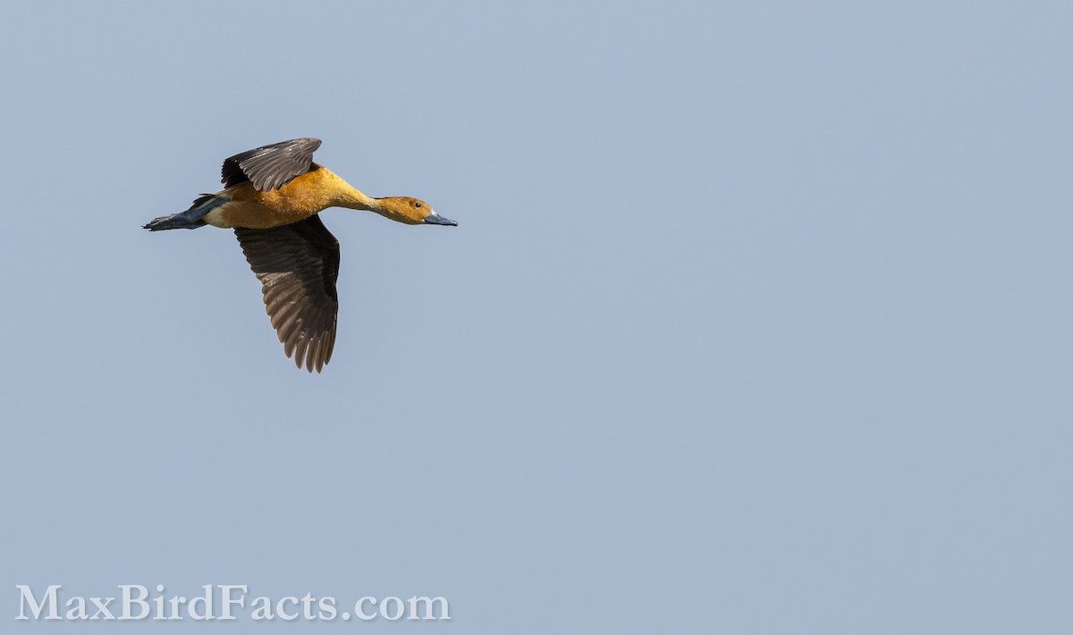 Fulvous Whistling-Duck - ML618563326