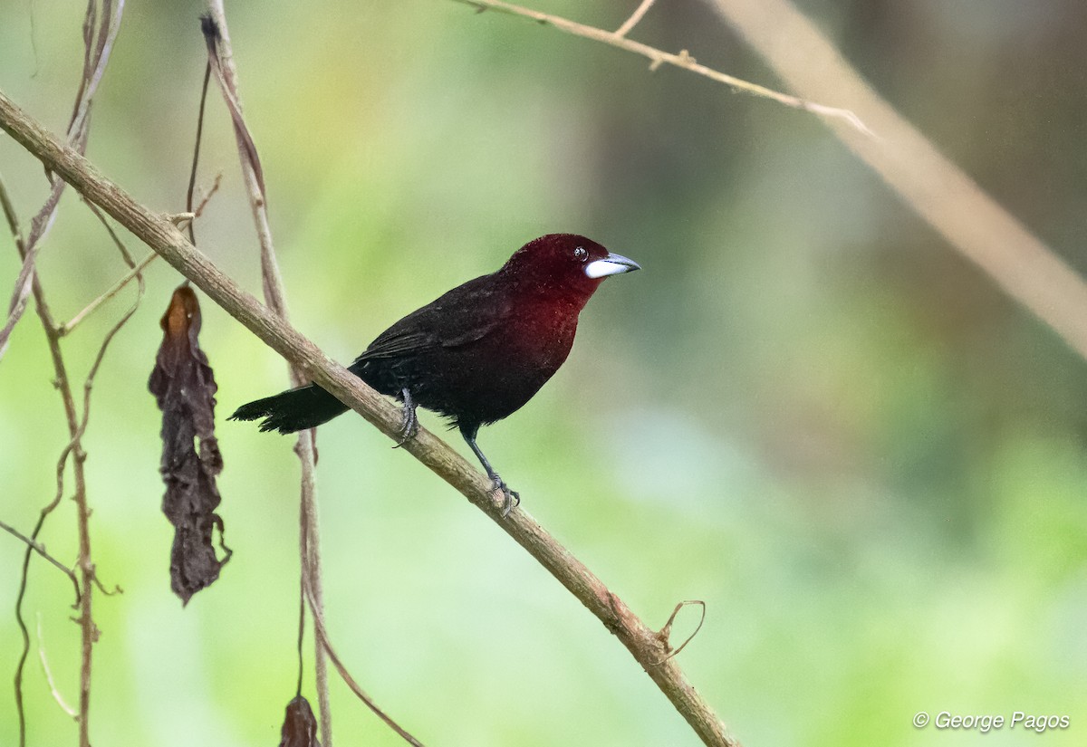 Silver-beaked Tanager - George Pagos