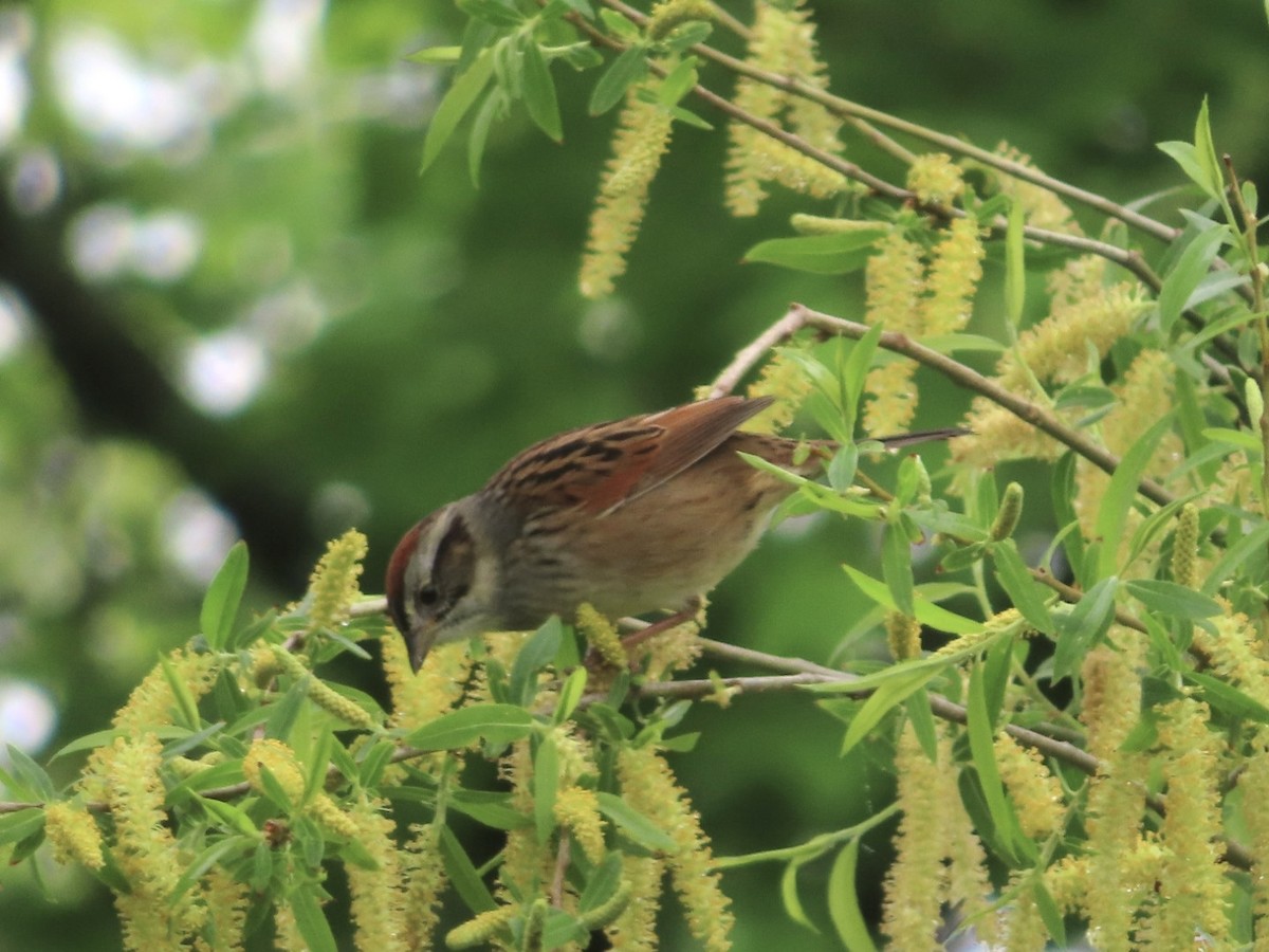 Swamp Sparrow - ML618563359