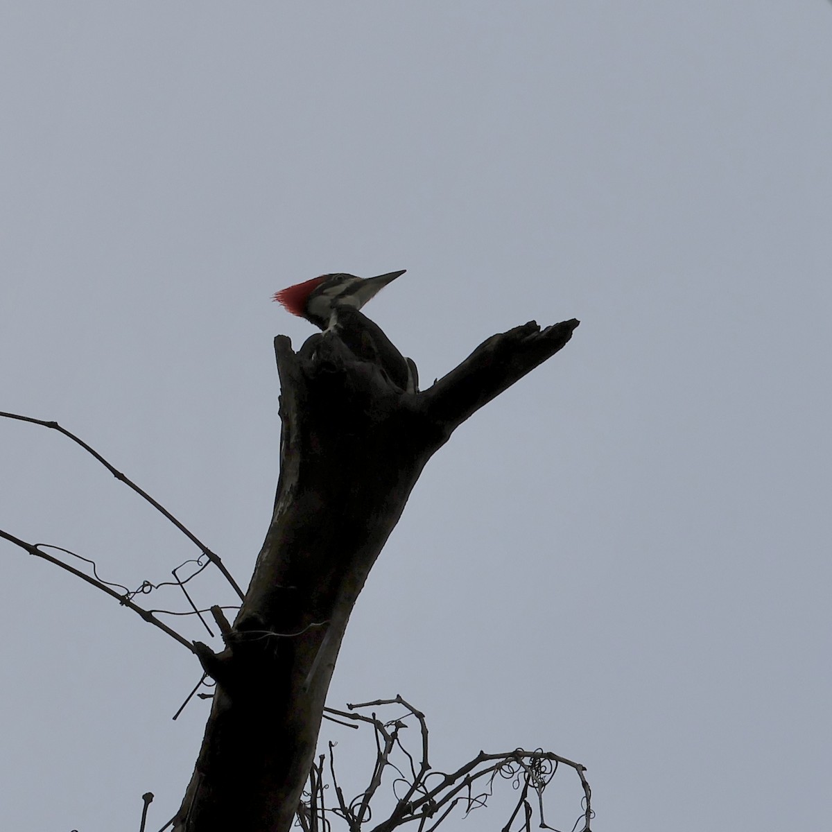Pileated Woodpecker - ML618563361