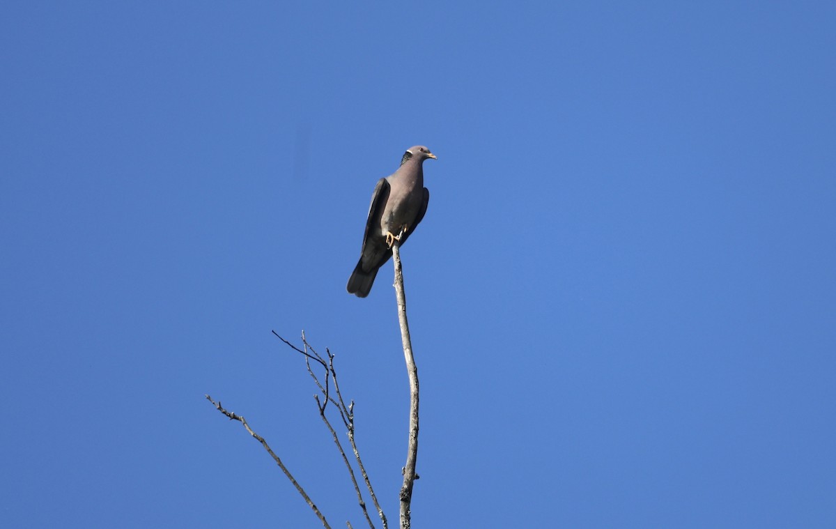 Band-tailed Pigeon - ML618563363