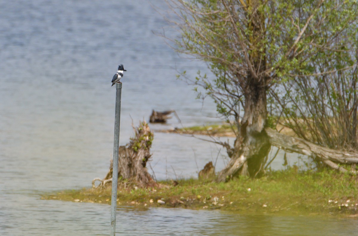 Belted Kingfisher - ML618563447