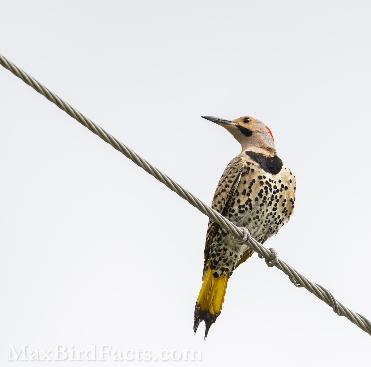 Northern Flicker (Yellow-shafted) - ML618563448