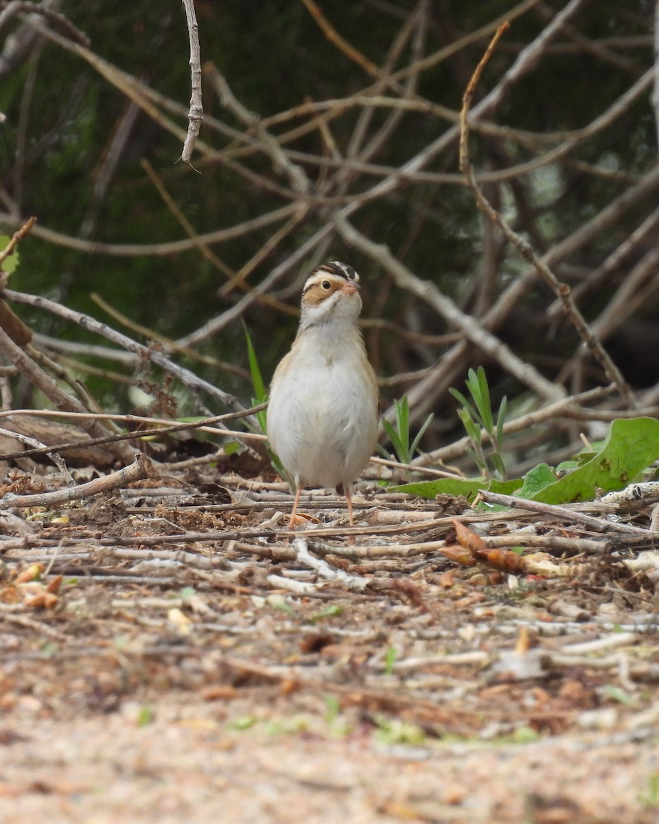 Clay-colored Sparrow - ML618563449