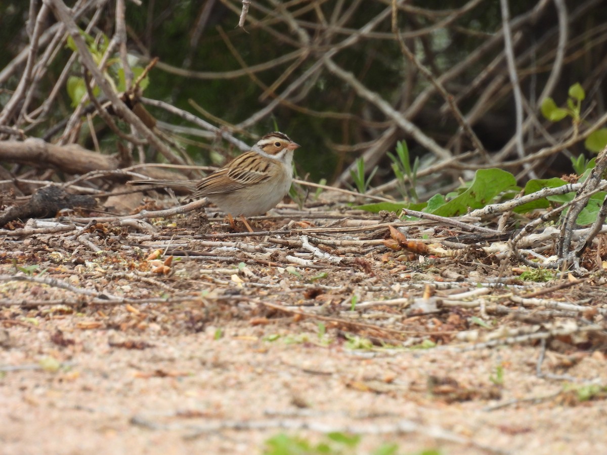 Clay-colored Sparrow - ML618563450