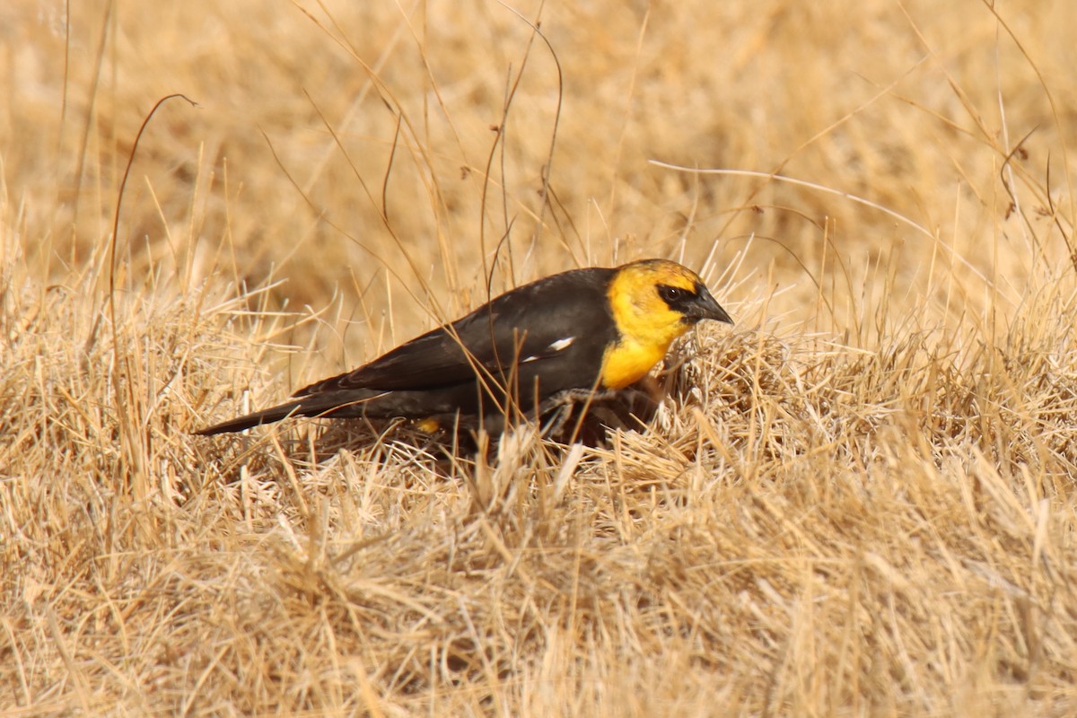 Yellow-headed Blackbird - ML618563485