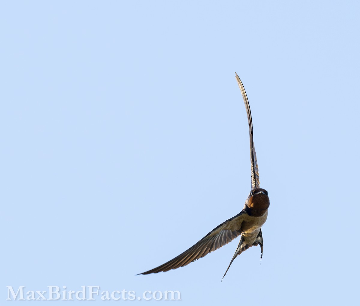 Barn Swallow (American) - ML618563511