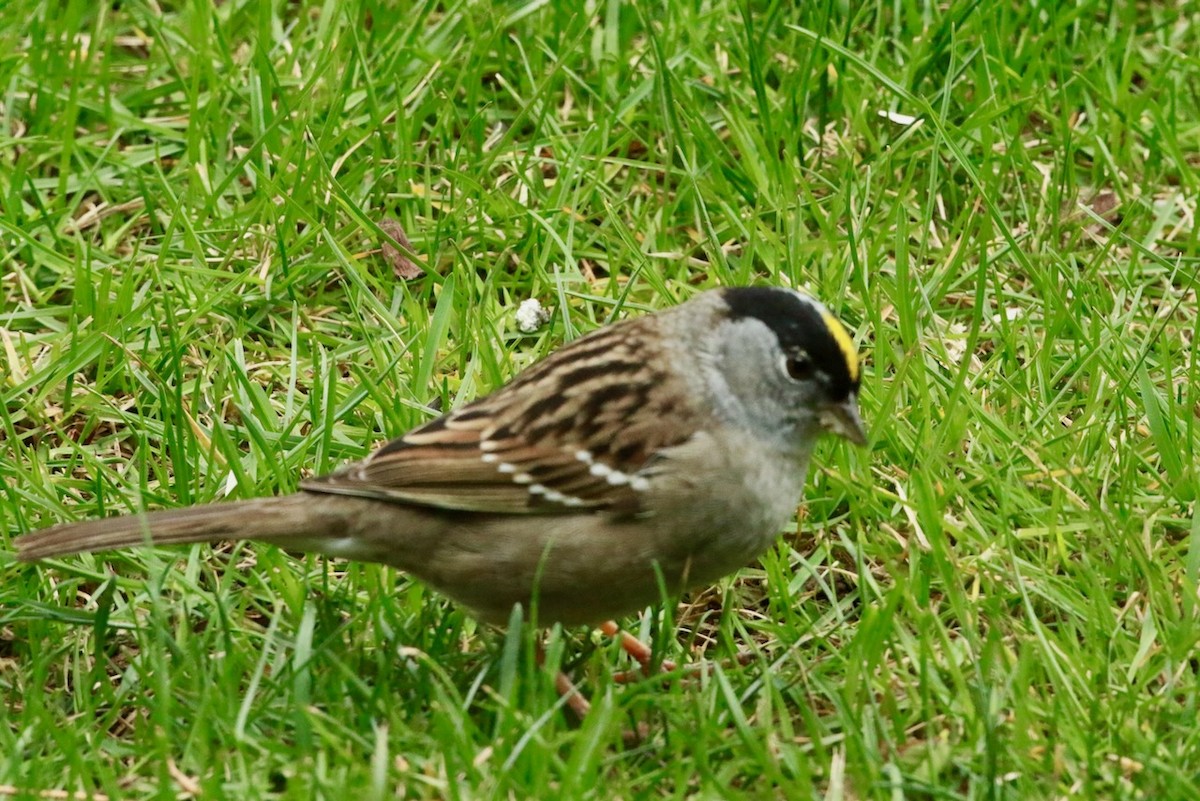 Golden-crowned Sparrow - ML618563521