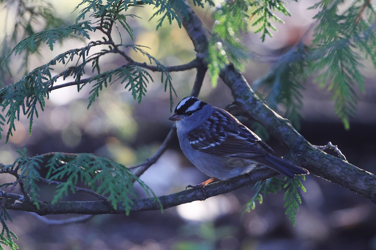 White-crowned Sparrow - ML618563531