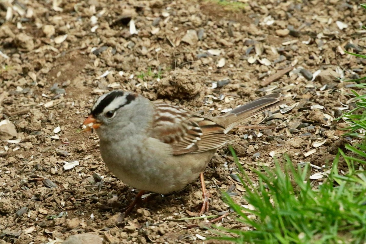 White-crowned Sparrow - ML618563535