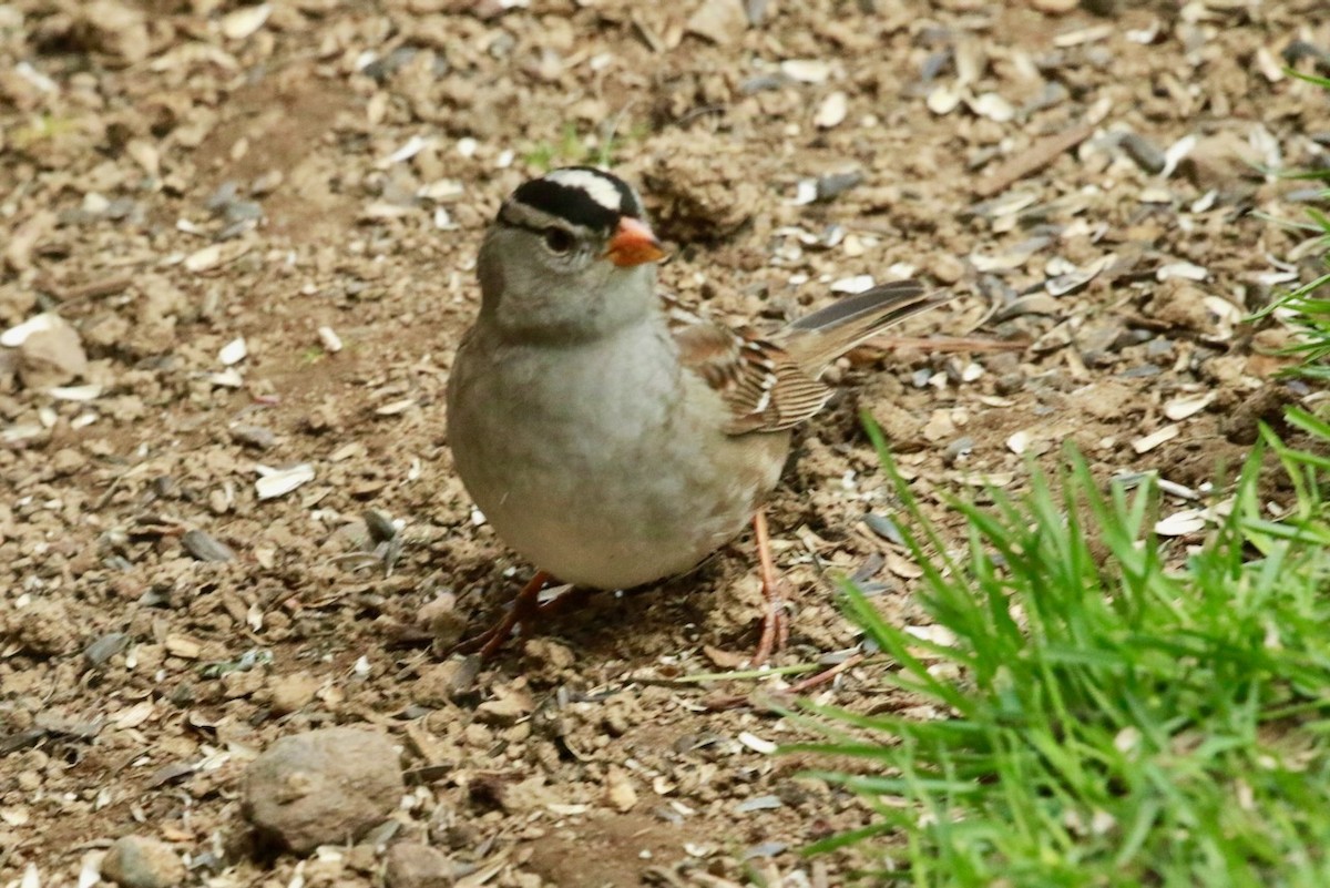 White-crowned Sparrow - ML618563536