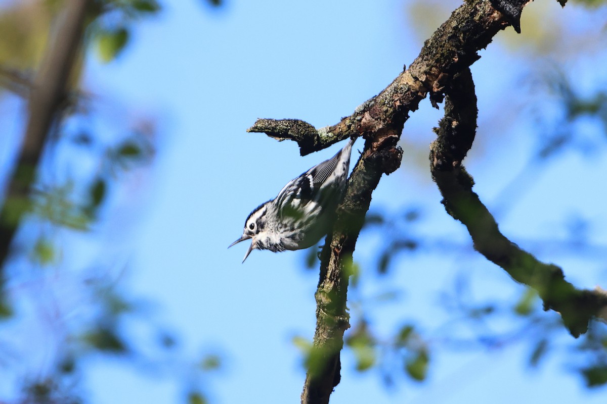 Black-and-white Warbler - ML618563560