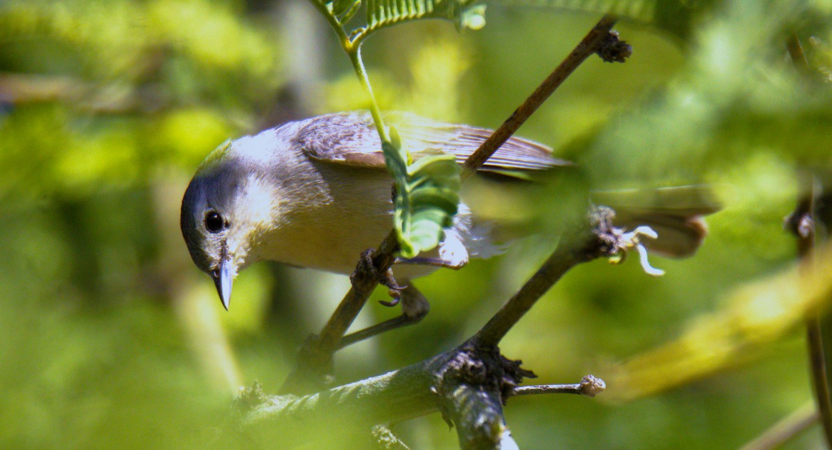 Lucy's Warbler - ML618563563