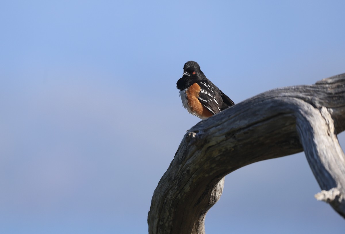Spotted Towhee - ML618563564
