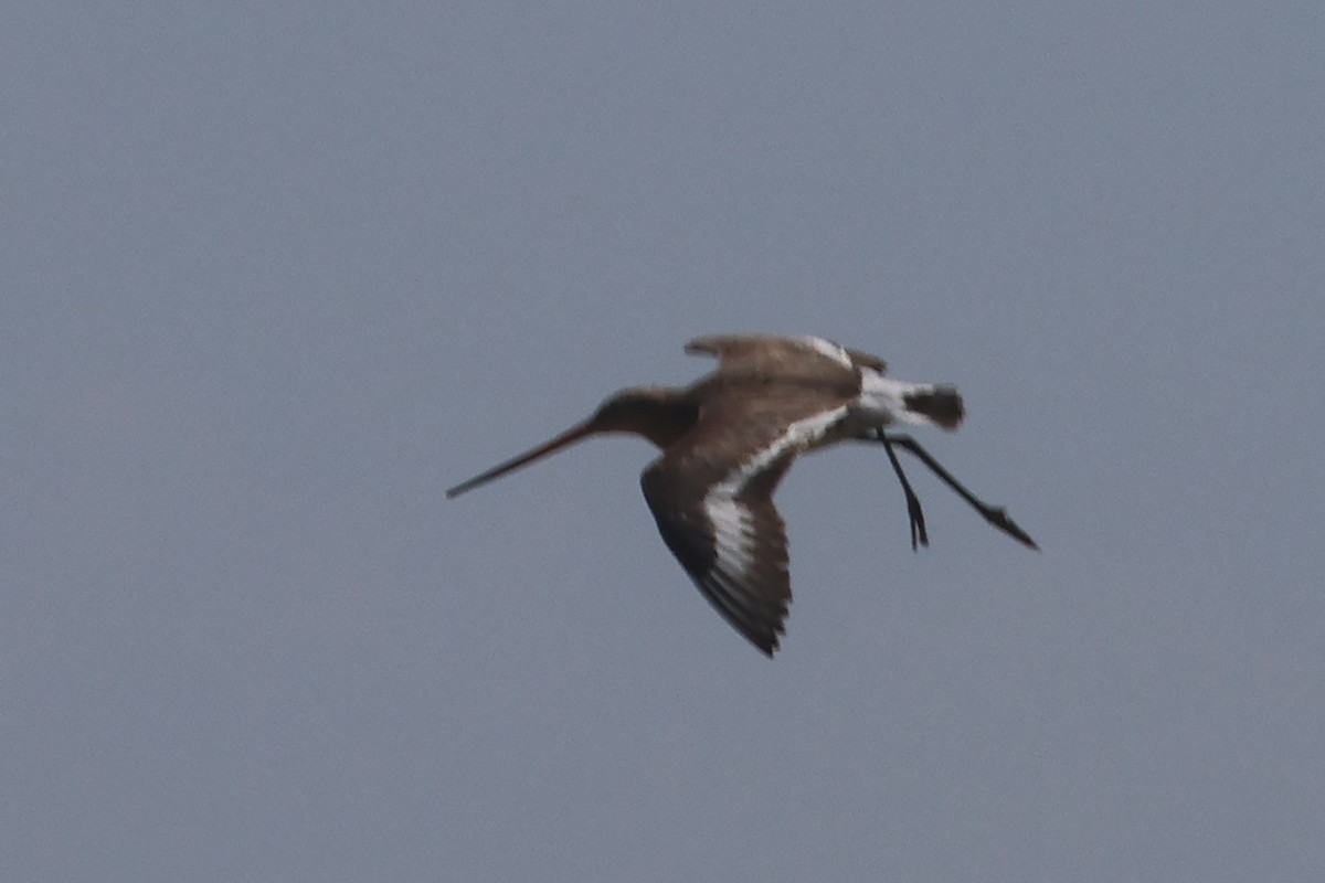 Black-tailed Godwit (limosa) - ML618563619