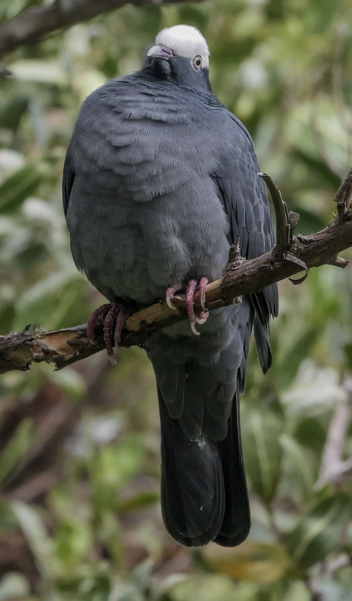 White-crowned Pigeon - ML618563622