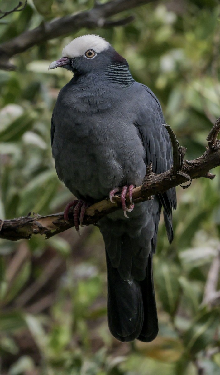 White-crowned Pigeon - ML618563623
