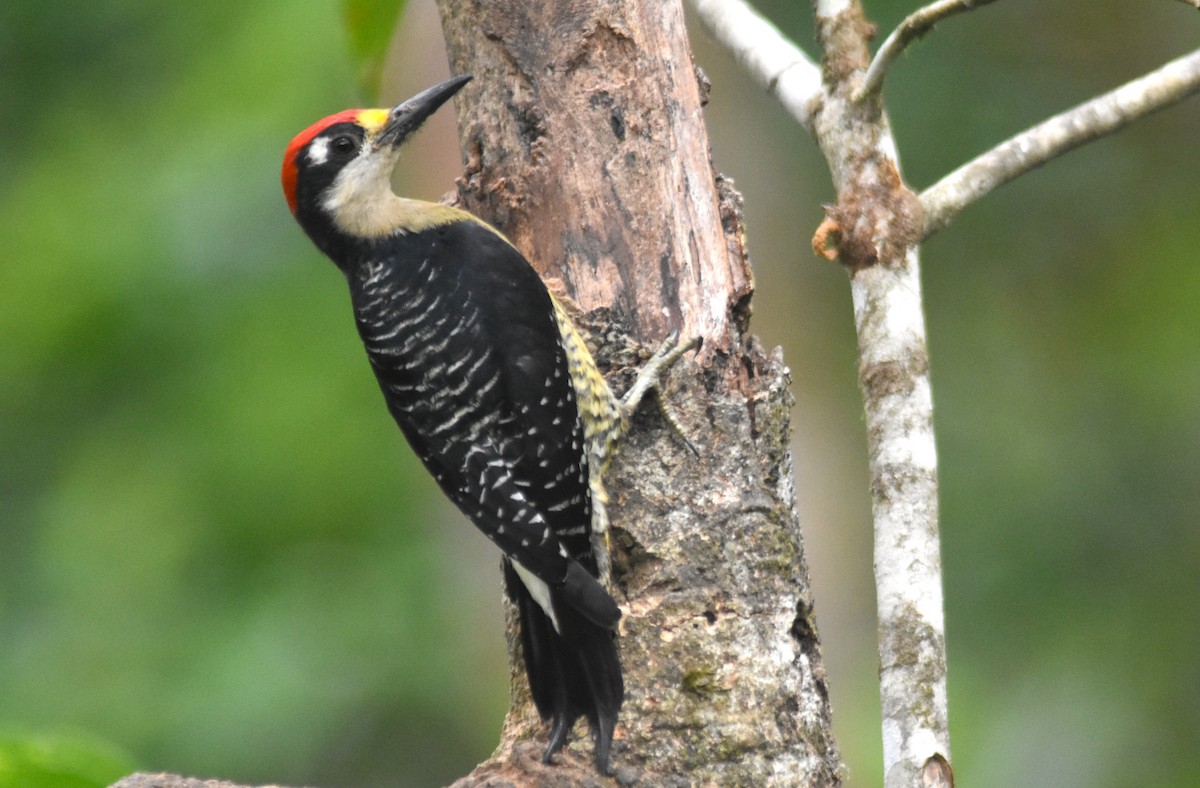 Black-cheeked Woodpecker - ML618563624