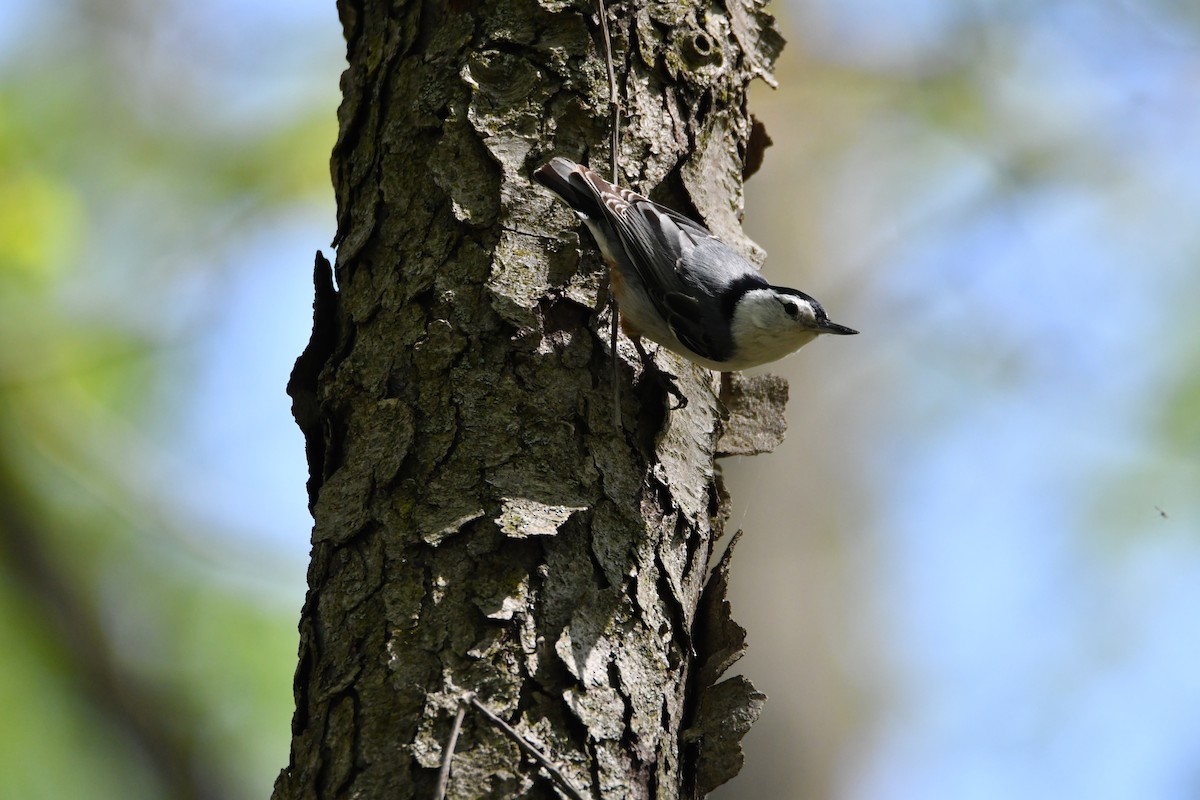 White-breasted Nuthatch - ML618563652