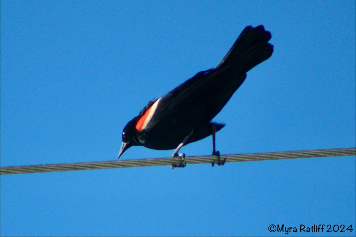 Red-winged Blackbird - ML618563665