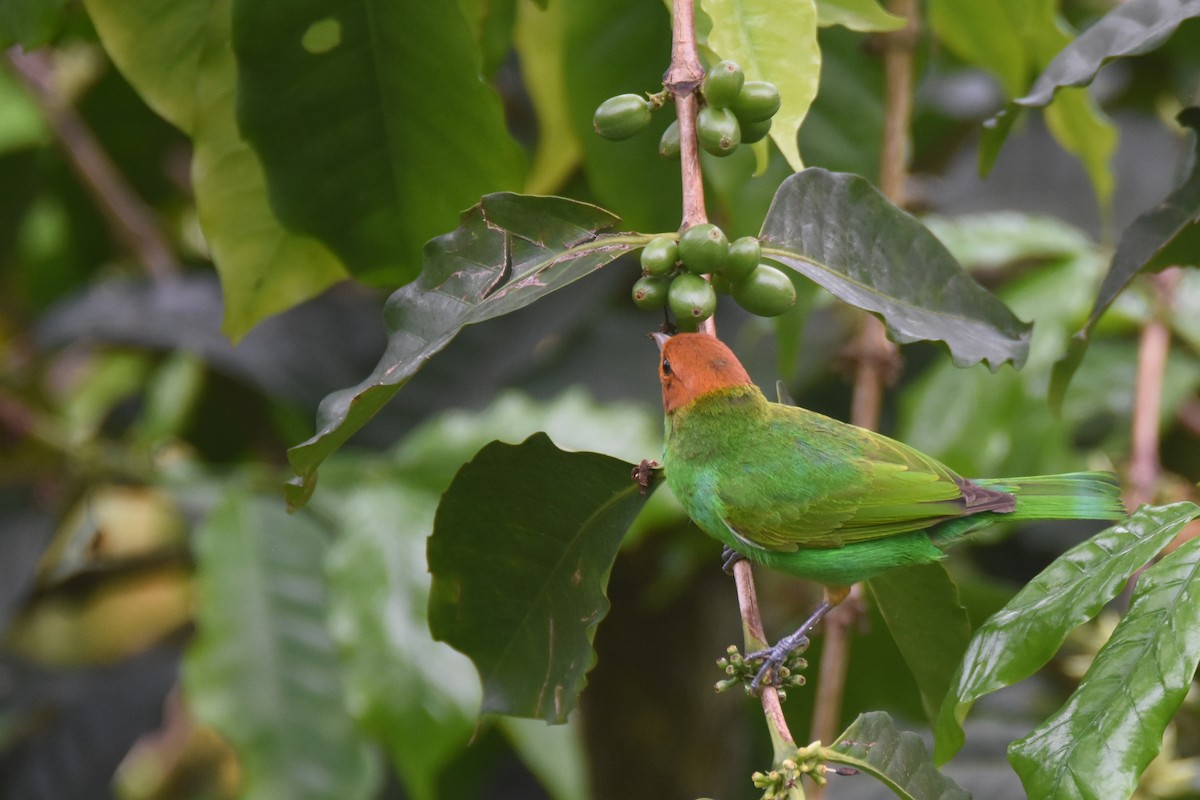 Bay-headed Tanager (Bay-and-green) - ML618563675