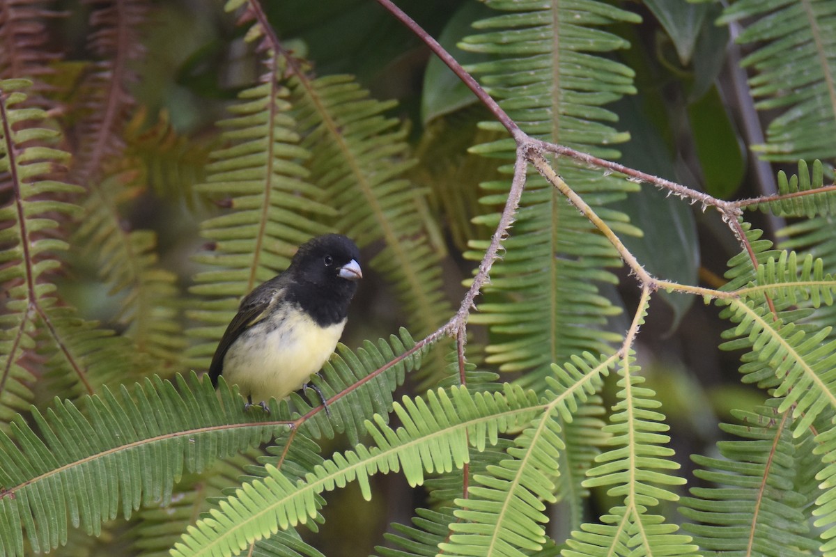 Yellow-bellied Seedeater - ML618563687