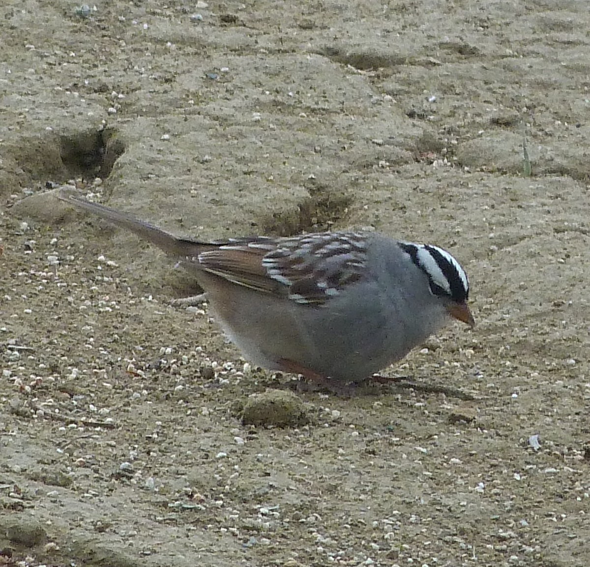 White-crowned Sparrow - ML618563746