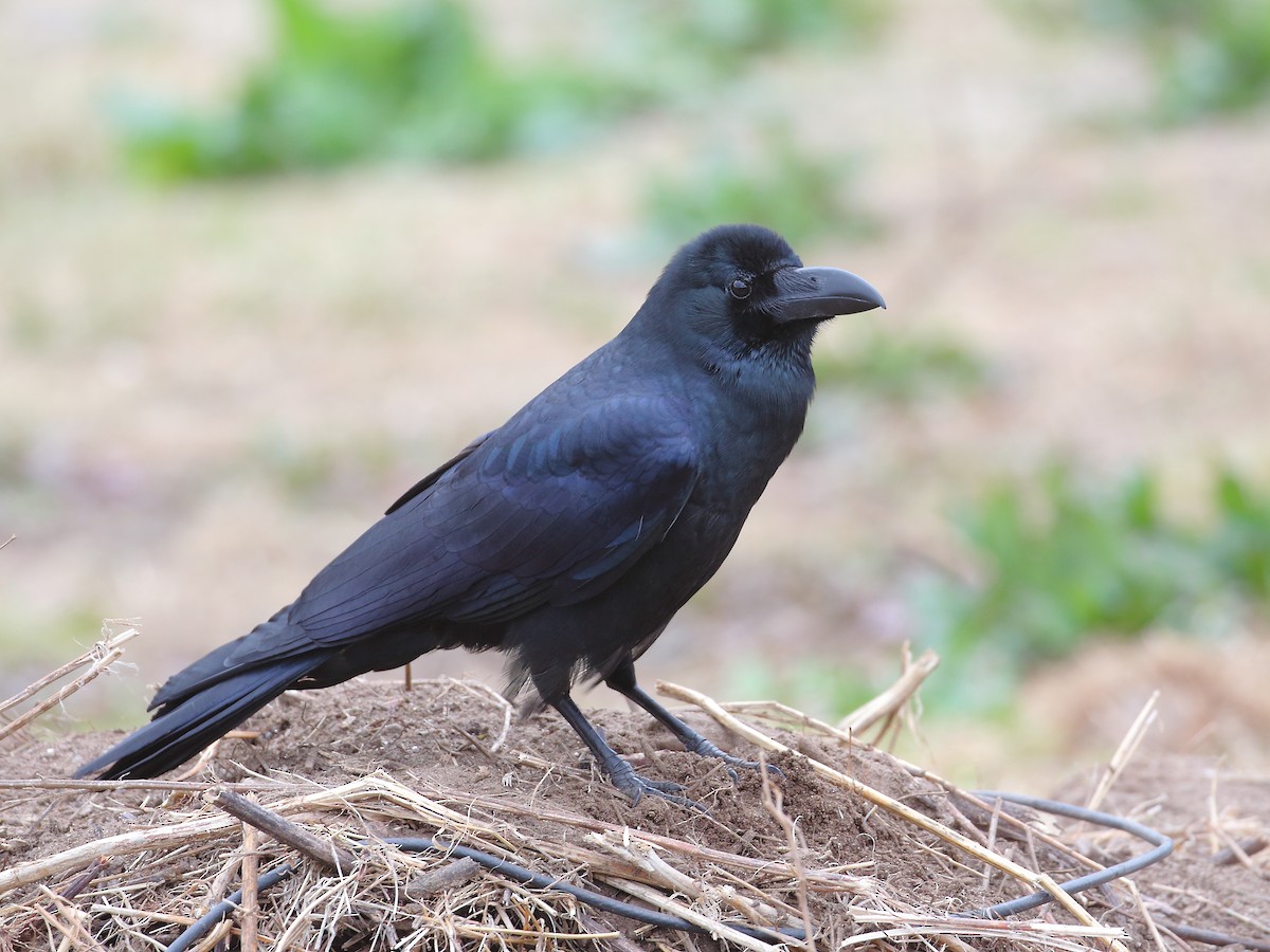 Large-billed Crow - Keith Valentine