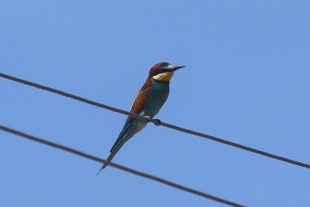 European Bee-eater - ML618563807