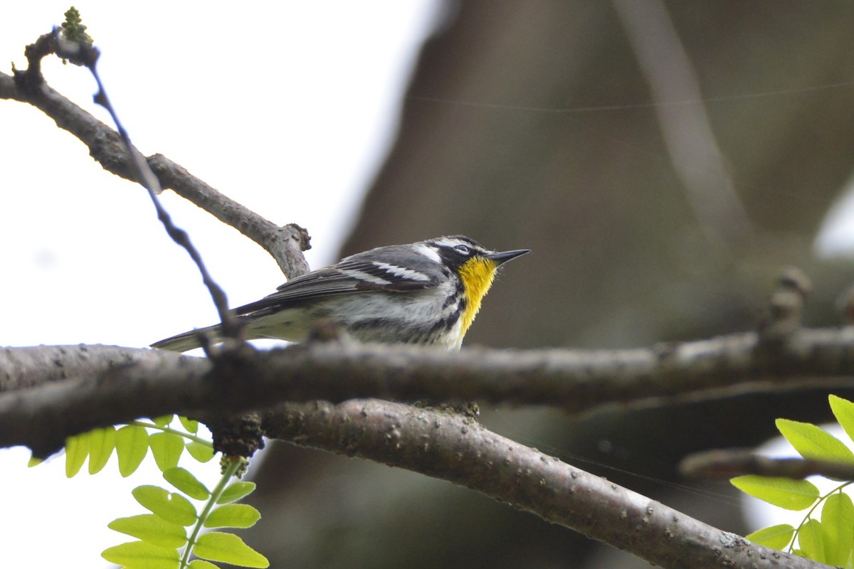 Yellow-throated Warbler - ML618563815