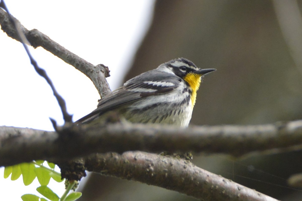Yellow-throated Warbler - Victor Webber