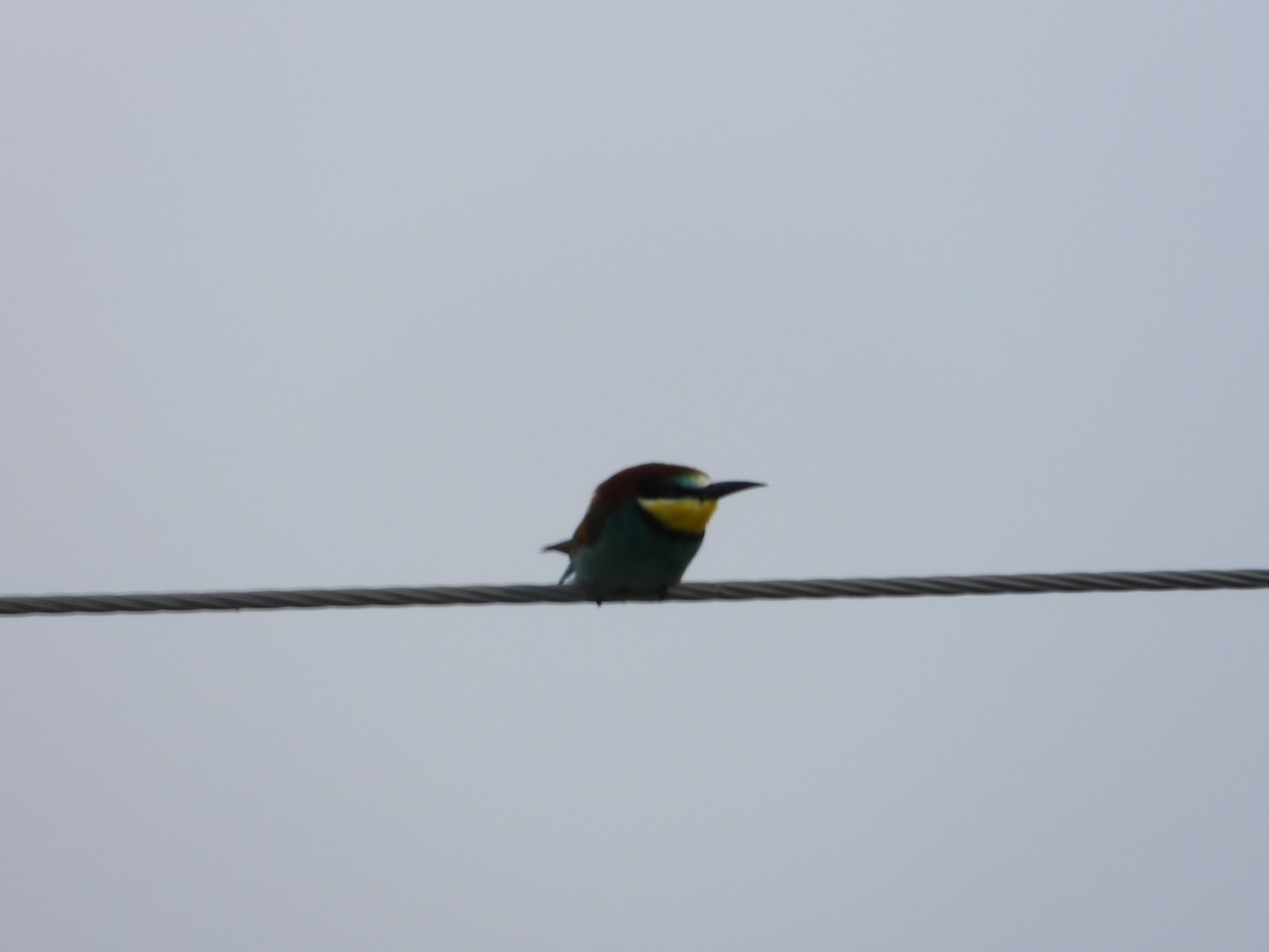 European Bee-eater - ML618563829